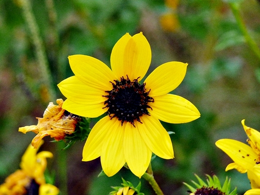 {Helianthus debilis ssp. cucumerifolius}